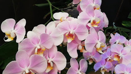 Orquídeas Gabriella Beatriz