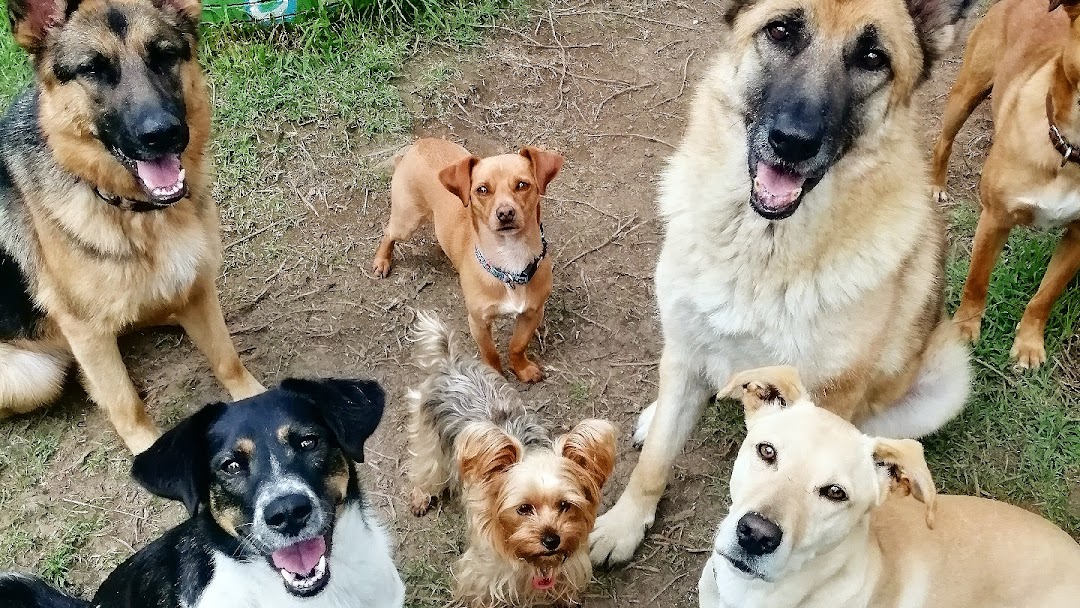 Fundación Parce Dogs Colegio Hotel Canino