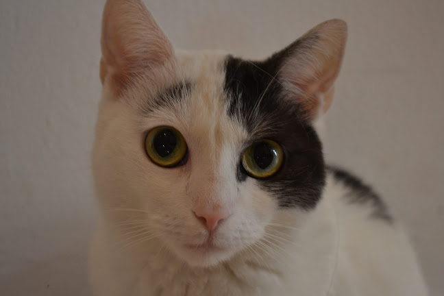 Opinii despre Veterinární klinika Erika nemocnice în Praha - Veterinář