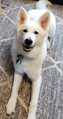 Pawsitively Purrfect Pet Grooming - Car repair in Eldridge, IA, Davenport - Rated 4.9/5