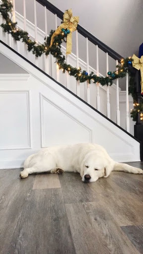 Painter «Five Star Painting Loudoun», reviews and photos, 43895 Glenhazel Dr, Ashburn, VA 20147, USA