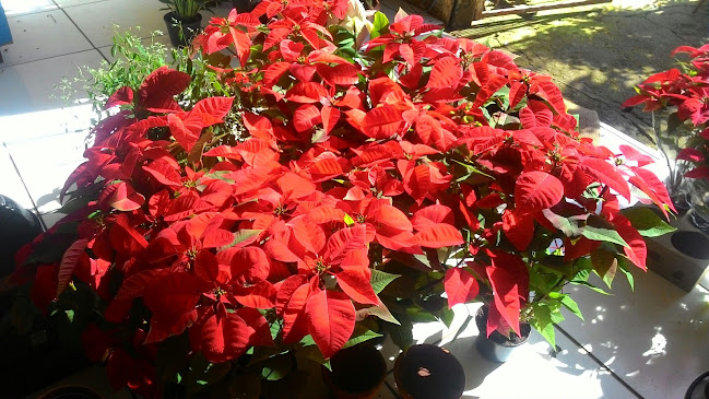 Comentarii opinii despre Restaurante Fogão Campeiro