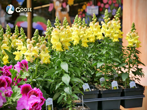 Grocery Store «The Goose», reviews and photos, 14485 WA-525, Langley, WA 98260, USA