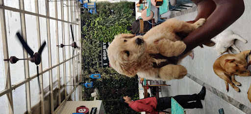 Poodle toy kennels in Mumbai