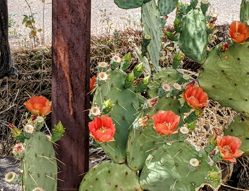 Nature Preserve «Gateway Trailhead - McDowell Sonoran Preserve», reviews and photos, 18333 N Thompson Peak Pkwy, Scottsdale, AZ 85255, USA