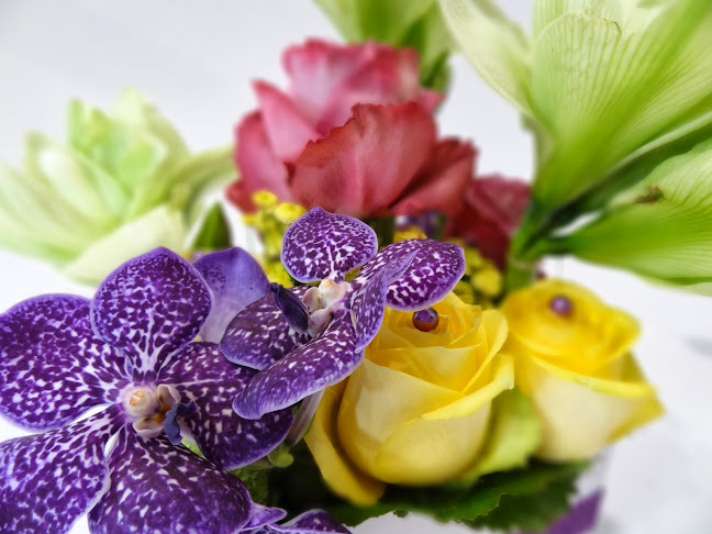Rezensionen über ROSOLO perfect Roses in Genf - Blumengeschäft