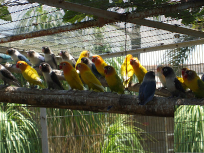 Comercialización de Aves Exóticas Santa Lucia