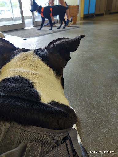 Pet Supply Store «Petco Animal Supplies», reviews and photos, 3975 Cascades Blvd #30, Kent, OH 44240, USA