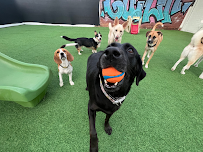 Riley's Doggie Daycare