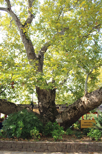 Anıt Çınar Ağacı-Conquest tree