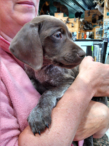 Sporting Goods Store «Midwestern Shooters Supply», reviews and photos, 191 Church St, Lomira, WI 53048, USA