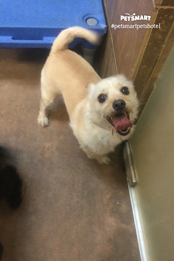 Pet Supply Store «PetSmart», reviews and photos, 3351 Jefferson Davis Hwy, Alexandria, VA 22305, USA