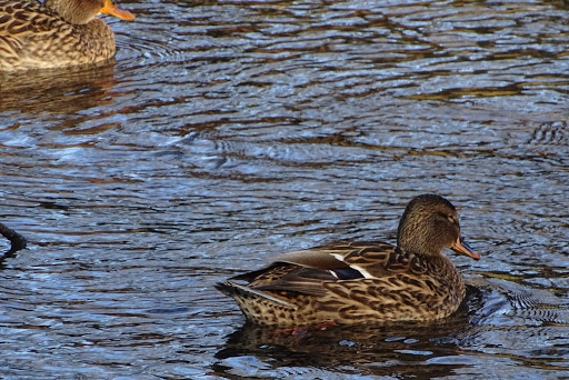 Park «Island Park», reviews and photos, 200 W B St, Springfield, OR 97477, USA