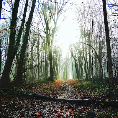 Forêt de L'Isle-Adam à L'Isle-Adam