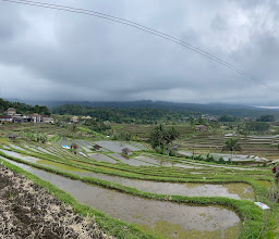 Jatiluwih Rice Terrace photo