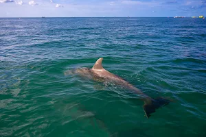 Dolphin Safari Charters image
