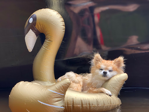 A Forever Home Animal Rescue