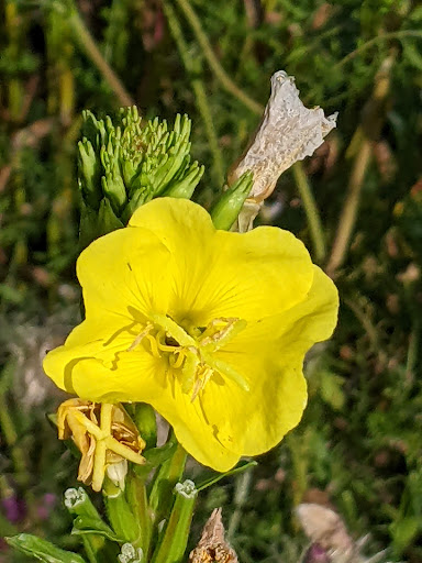 Park «Elizabeth Park», reviews and photos, 4250 Elizabeth Dr, Trenton, MI 48183, USA