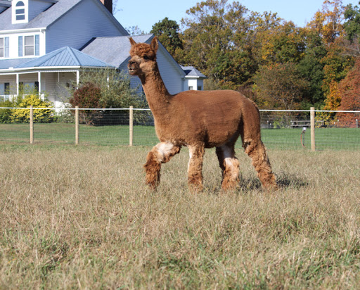 Farm «Painted Sky Alpaca Farm & Fiber Mill», reviews and photos, 95 Knight House Ln, Earleville, MD 21919, USA