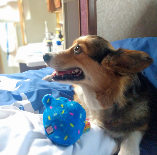 Pet Store «Pets 4 All», reviews and photos, 167 Main St, Rio Vista, CA 94571, USA