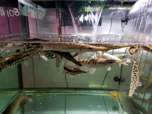 Pet Supply Store «Monster Aquarium Inc.», reviews and photos, 131-08 40 Rd, Flushing, NY 11354, USA