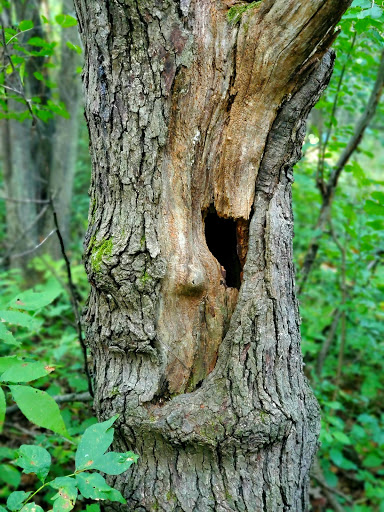 Nature Preserve «Lost Lake Nature Preserve», reviews and photos, Evans Rd, Holly, MI 48442, USA