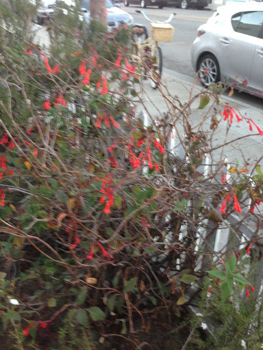 Tobacco Shop «Green House Smoke Shop», reviews and photos, 1428 Abbot Kinney Blvd, Venice, CA 90291, USA