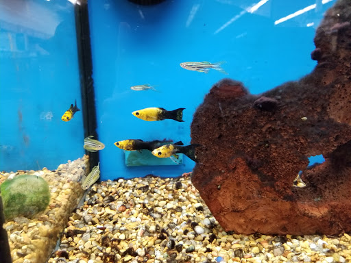 Pet Supply Store «Petco Animal Supplies», reviews and photos, 22000 Dulles Retail Plaza #110, Sterling, VA 20166, USA