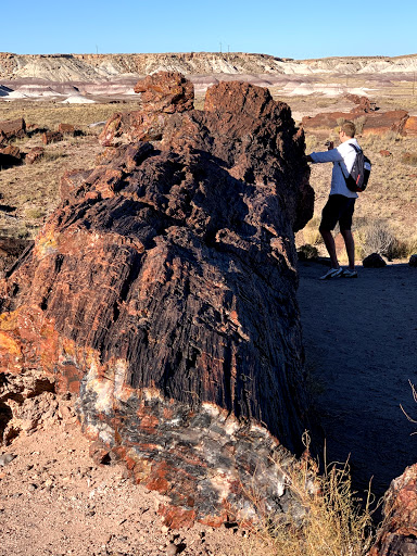 National Forest «Petrified Forest», reviews and photos