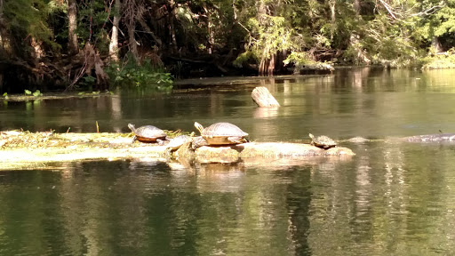 National Forest «Ocala National Forest», reviews and photos, FL-40, Silver Springs, FL 34488, USA