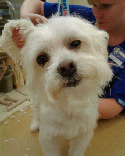 Pet Supply Store «PetSmart», reviews and photos, 2000 Clements Bridge Rd, Woodbury, NJ 08096, USA