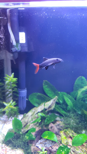 Pet Supply Store «New Lucky Fish Aquarium & Pet Supply», reviews and photos, 4818 8th Ave, Brooklyn, NY 11220, USA