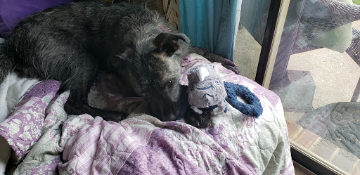 Pet Supply Store «PetSmart», reviews and photos, 2 Brick Plaza, Brick, NJ 08723, USA