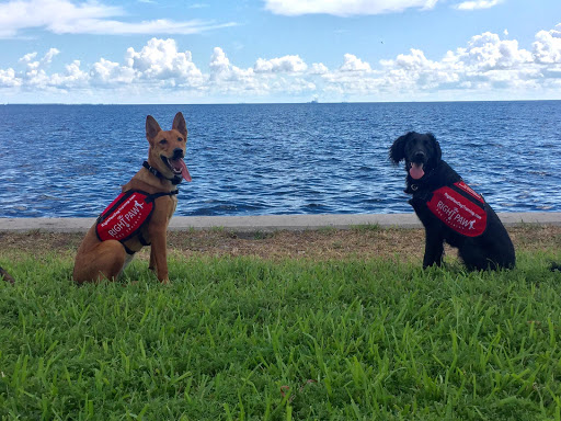 Right Paw Dog Training