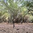 Bamboo Forest Rutgers Gardens