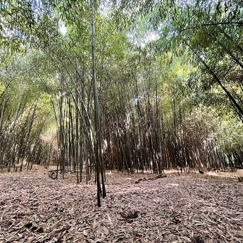 Bamboo Forest Rutgers Gardens
