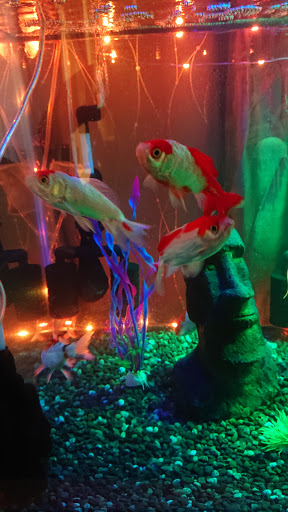 Pet Supply Store «PetSmart», reviews and photos, 2861 Veterans Memorial Pkwy, St Charles, MO 63303, USA