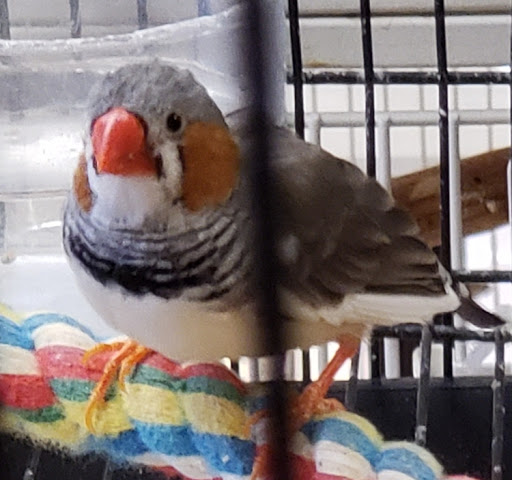 Bird Shop «Bird House», reviews and photos, 1020 NJ-18 E, East Brunswick, NJ 08816, USA