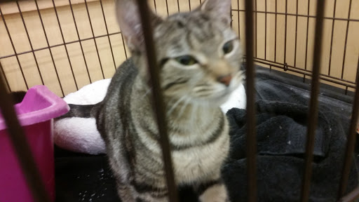 Pet Supply Store «Pet Supplies Plus», reviews and photos, 311 Sagamore Pkwy N, Lafayette, IN 47904, USA