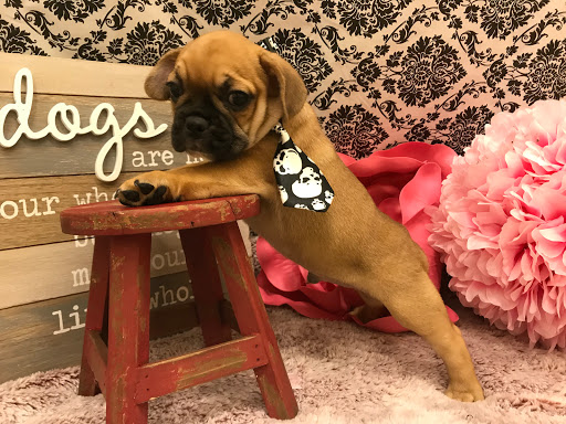 Pet Store «Happiness Is Pets», reviews and photos, 2936 Showplace Dr, Naperville, IL 60564, USA