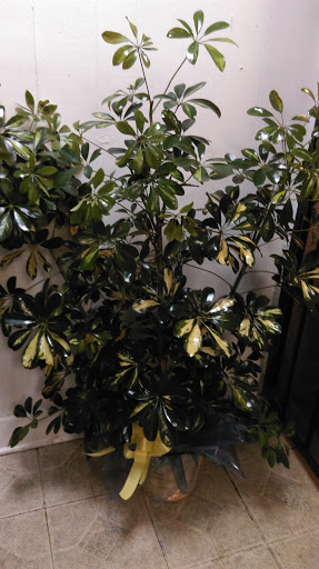 Florist «Flowers by Monica», reviews and photos, 9210 Homestead Rd a, Houston, TX 77016, USA