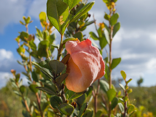 Park «Juno Dunes Natural Area», reviews and photos, 14501 US-1, Juno Beach, FL 33408, USA