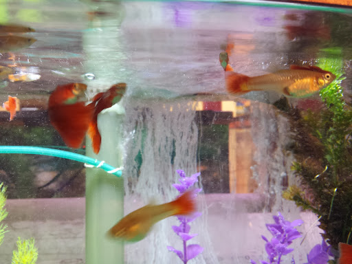 Pet Store «Animal Ark», reviews and photos, 175 S 500 E St, American Fork, UT 84003, USA