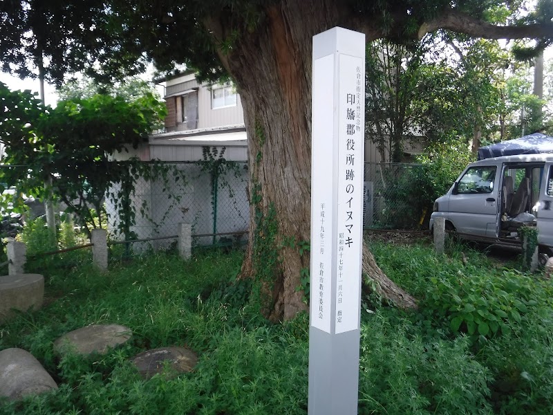 印旛郡役所跡のイヌマキ