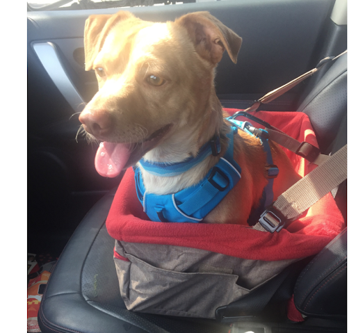 Pet Supply Store «Fang & Feather - Kenton Neighborhood Pet Supply», reviews and photos, 3131 N Lombard St, Portland, OR 97217, USA