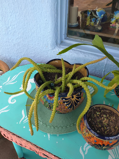 Gift Shop «Sea Shell Shoppe», reviews and photos, 120 N Austin St, Rockport, TX 78382, USA