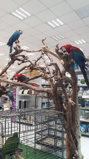 Parrot stores Naples