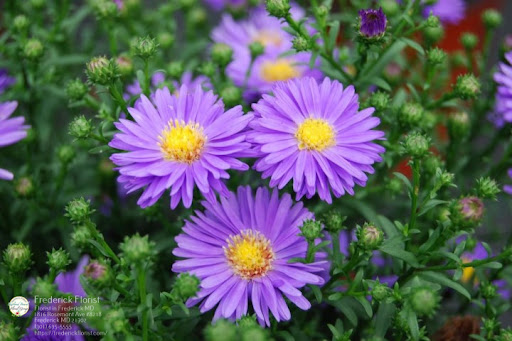 Florist «Frederick Florist», reviews and photos, 1816 Rosemont Ave, Frederick, MD 21702, USA