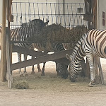 Photo n° 2 de l'avis de Alan.e fait le 19/07/2020 à 10:12 pour Zoo de Maubeuge à Maubeuge