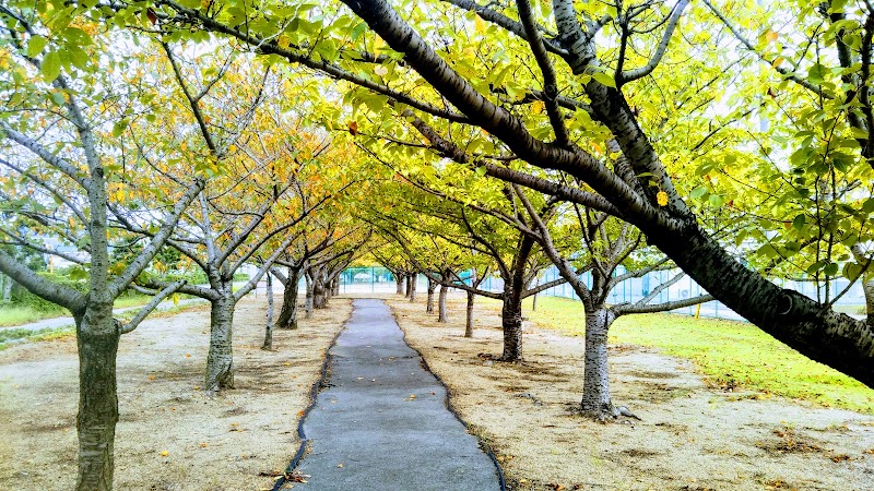 日本触媒緑地桜の小路
